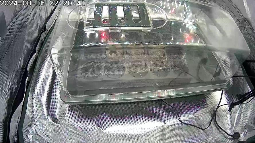 🌱 Red Pure CBD: Nurturing Tranquility with Crimson Flowers 🌸 - A Grow Report