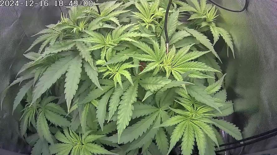 🌿  Triple Trouble: BioBizz, Green House Feeding & Advanced Nutrients in a duel