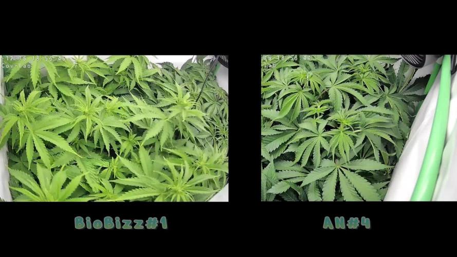 🌿  Triple Trouble: BioBizz, Green House Feeding & Advanced Nutrients in a duel