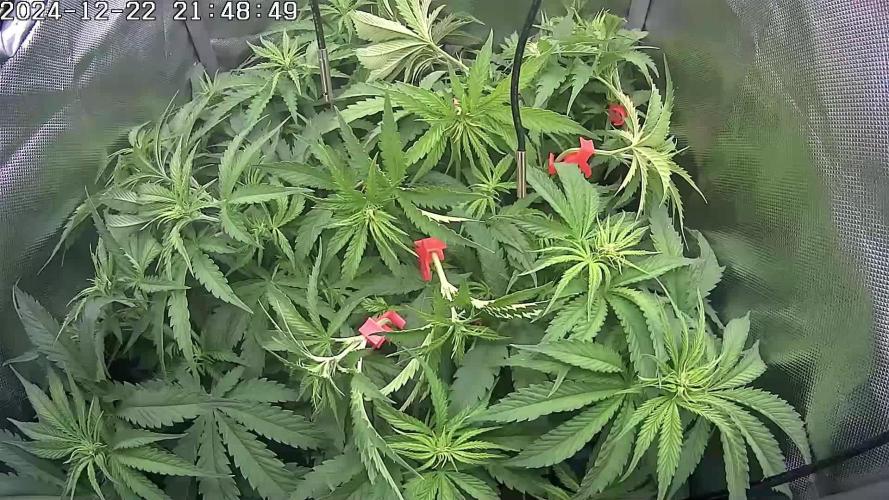 🌿  Triple Trouble: BioBizz, Green House Feeding & Advanced Nutrients in a duel