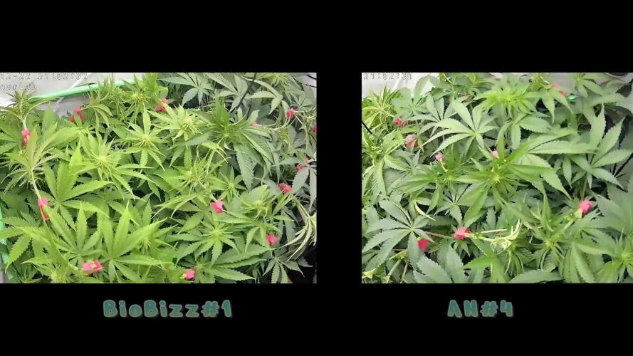 🌿  Triple Trouble: BioBizz, Green House Feeding & Advanced Nutrients in a duel