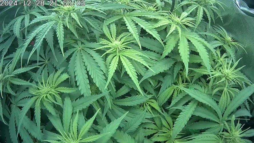 🌿  Triple Trouble: BioBizz, Green House Feeding & Advanced Nutrients in a duel