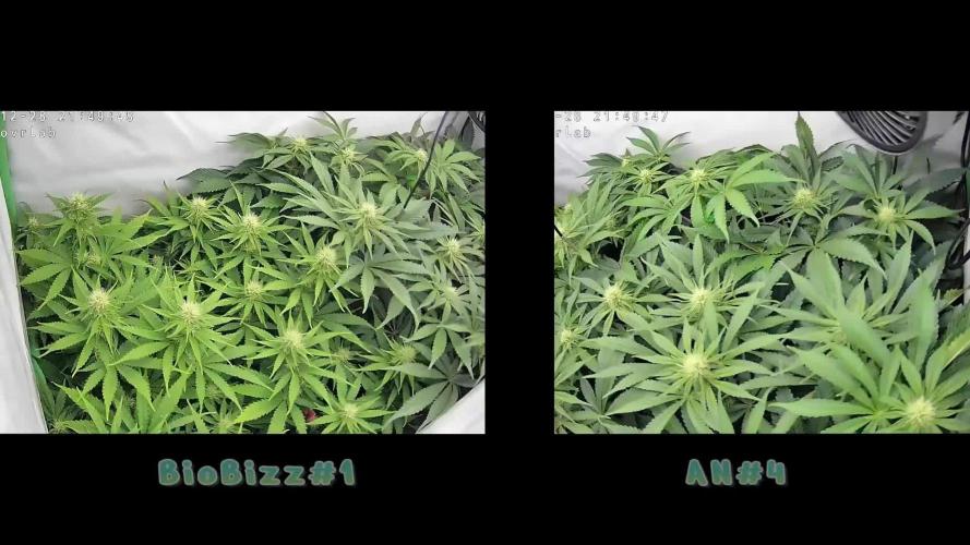 🌿  Triple Trouble: BioBizz, Green House Feeding & Advanced Nutrients in a duel