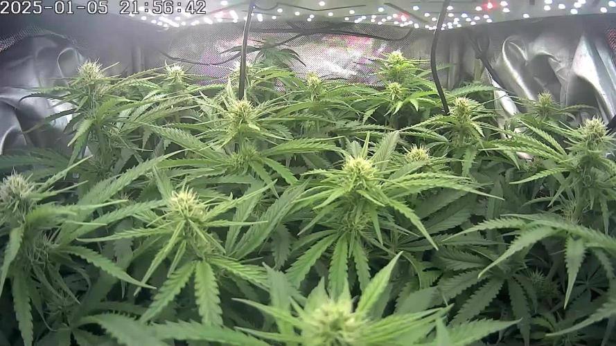 🌿  Triple Trouble: BioBizz, Green House Feeding & Advanced Nutrients in a duel