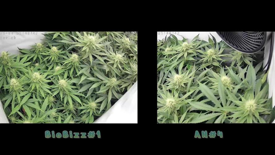 🌿  Triple Trouble: BioBizz, Green House Feeding & Advanced Nutrients in a duel