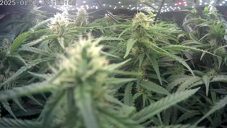 🌿  Triple Trouble: BioBizz, Green House Feeding & Advanced Nutrients in a duel