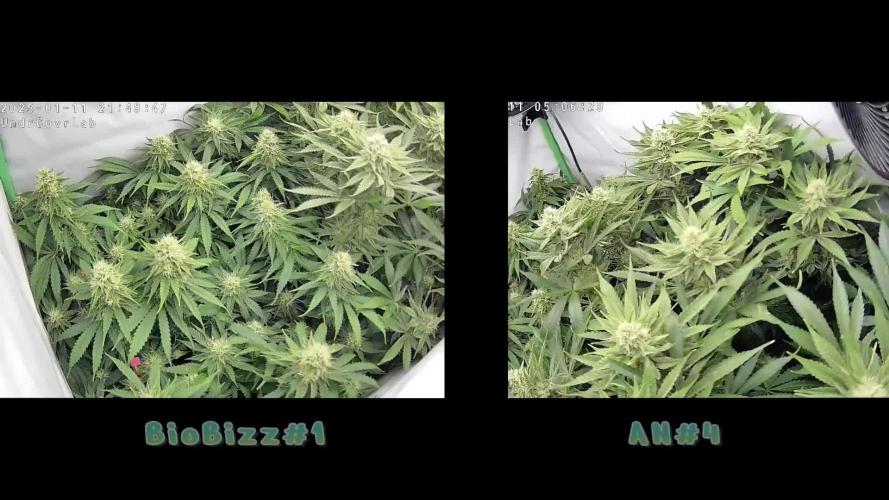 🌿  Triple Trouble: BioBizz, Green House Feeding & Advanced Nutrients in a duel
