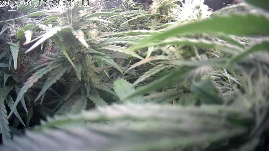 🌿  Triple Trouble: BioBizz, Green House Feeding & Advanced Nutrients in a duel