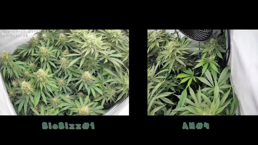 🌿  Triple Trouble: BioBizz, Green House Feeding & Advanced Nutrients in a duel