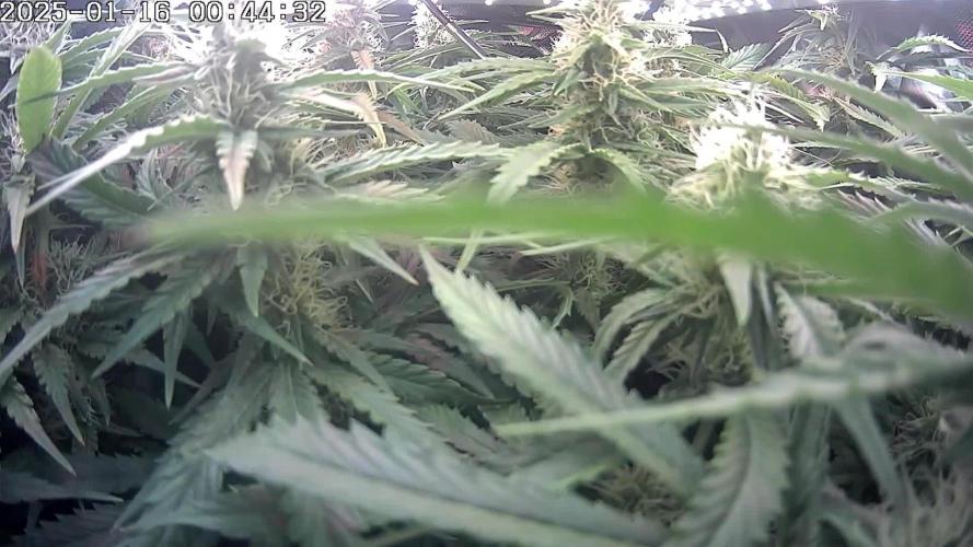 🌿  Triple Trouble: BioBizz, Green House Feeding & Advanced Nutrients in a duel