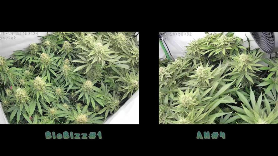 🌿  Triple Trouble: BioBizz, Green House Feeding & Advanced Nutrients in a duel