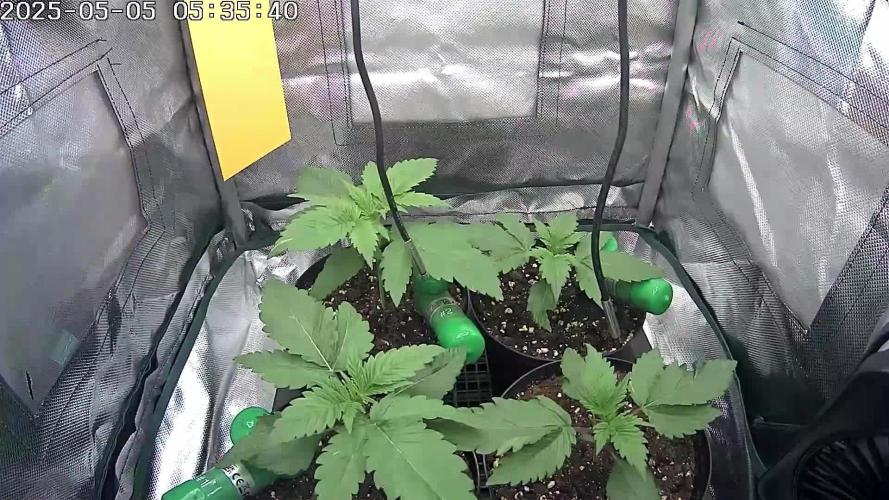 🔴 Red Calm – Pure CBD in Full Color