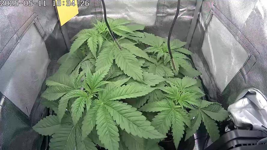 🔴 Red Calm – Pure CBD in Full Color