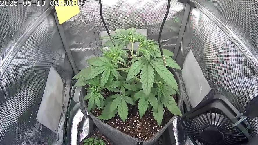 🔴 Red Calm – Pure CBD in Full Color