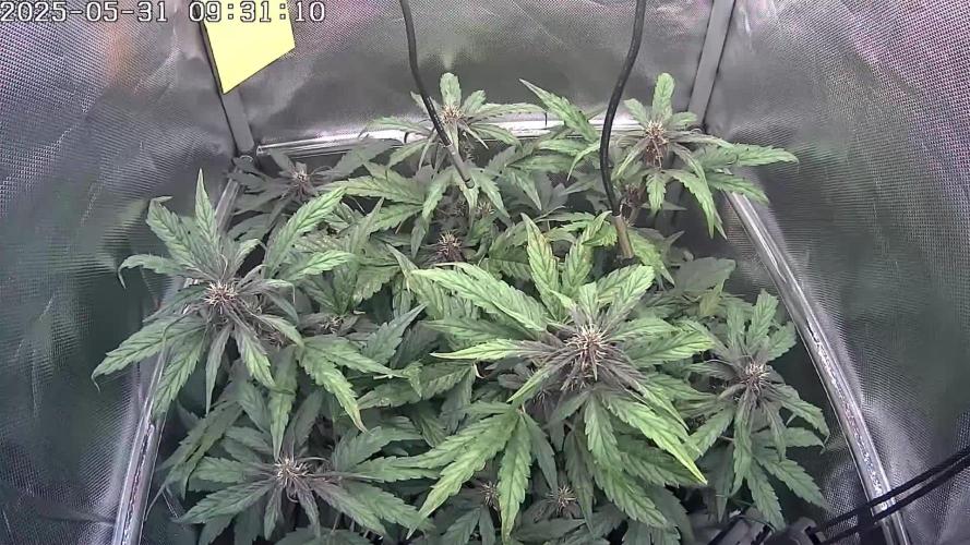 🔴 Red Calm – Pure CBD in Full Color