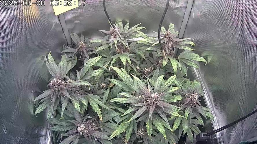 🔴 Red Calm – Pure CBD in Full Color