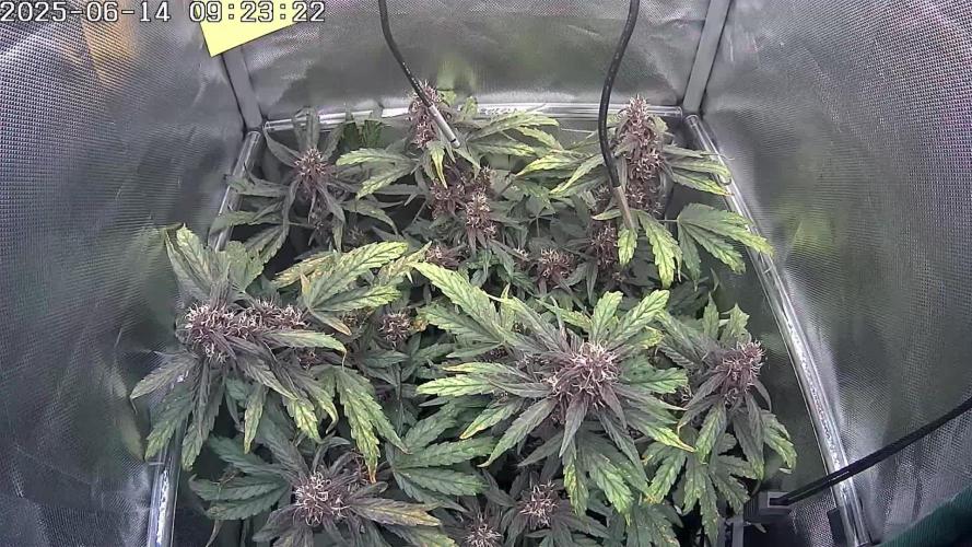 🔴 Red Calm – Pure CBD in Full Color