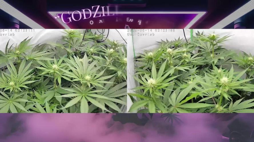 🍊 Citrus Storm – Mimosa Evo on Fire