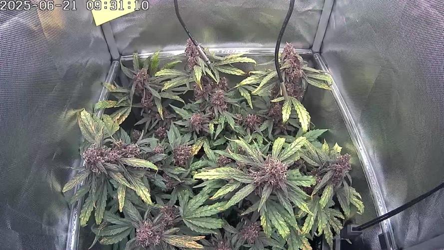 🔴 Red Calm – Pure CBD in Full Color