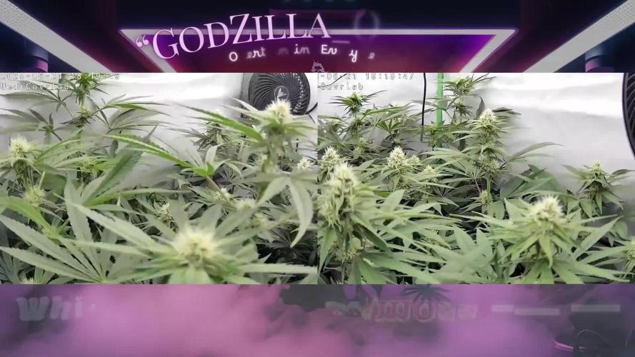 🍊 Citrus Storm – Mimosa Evo on Fire