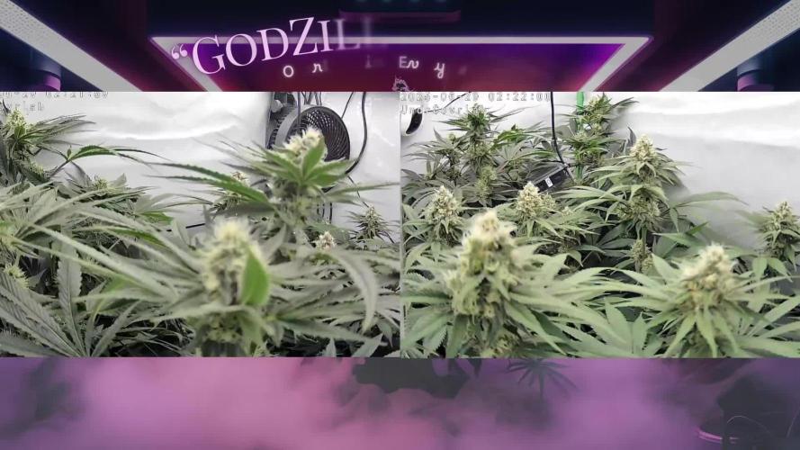 🍊 Citrus Storm – Mimosa Evo on Fire