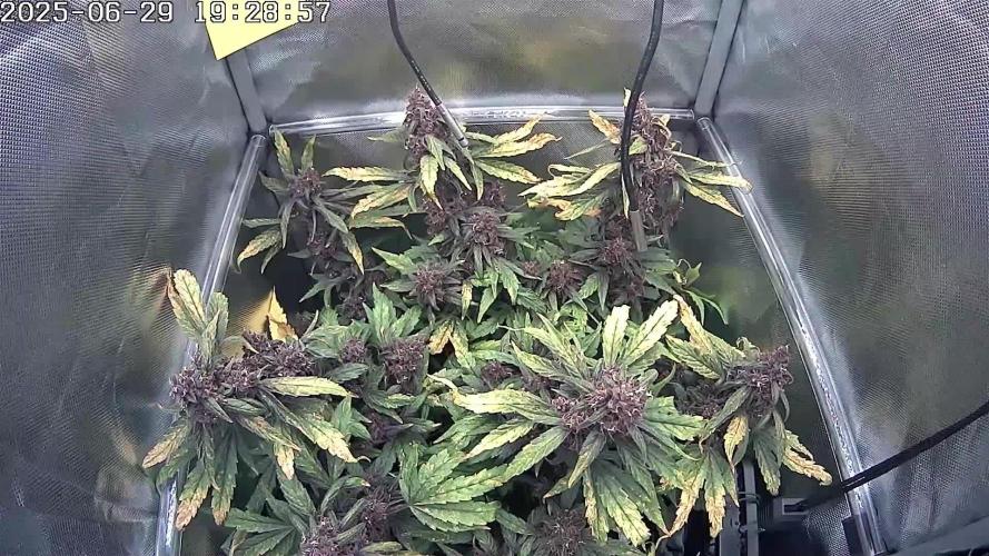 🔴 Red Calm – Pure CBD in Full Color