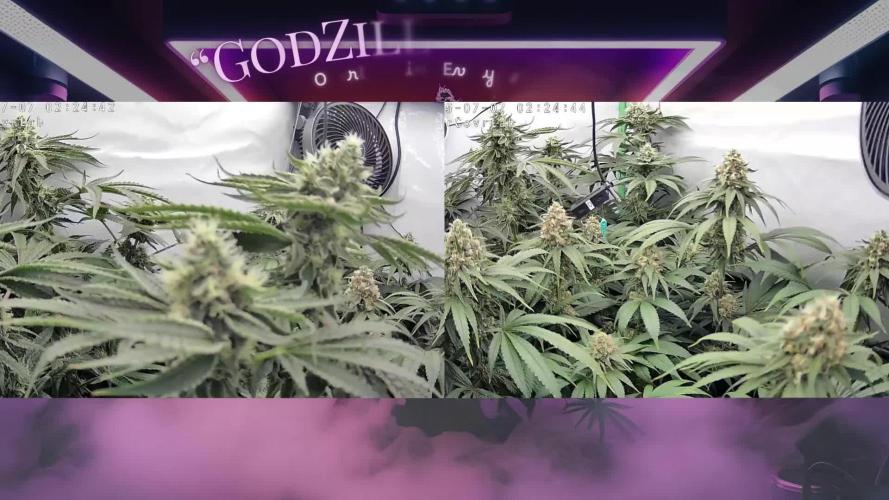 ๐ Citrus Storm โ Mimosa Evo on Fire