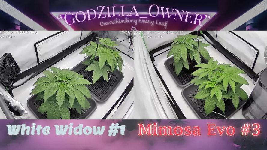 🍊 Citrus Storm – Mimosa Evo on Fire