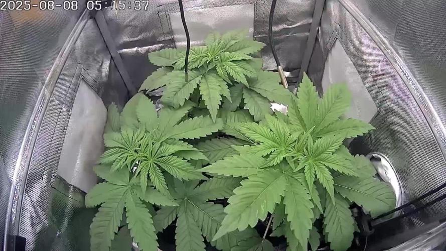 🍒 Cherry Mac Muffin - Cherry Bombed