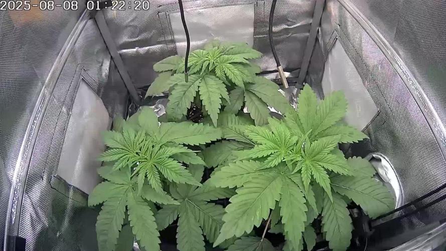 🔴 Seriotica - "Zen in Progress"