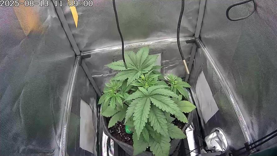 🔴 Seriotica - "Zen in Progress"