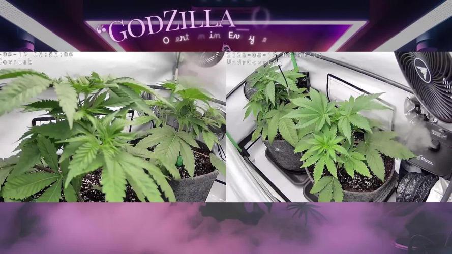 🍒 Cherry Mac Muffin - Cherry Bombed