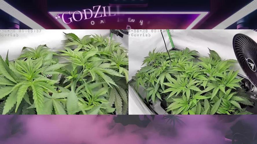 🧀 MAC n Cheese - Cream overkill