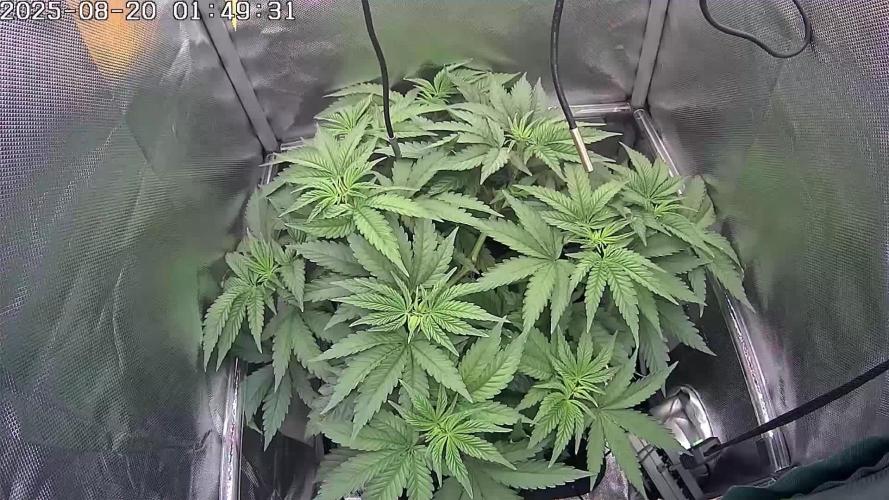 🔴 Seriotica - "Zen in Progress"