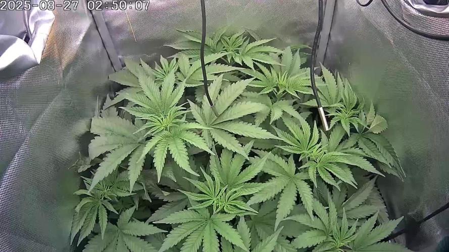 🔴 Seriotica - "Zen in Progress"