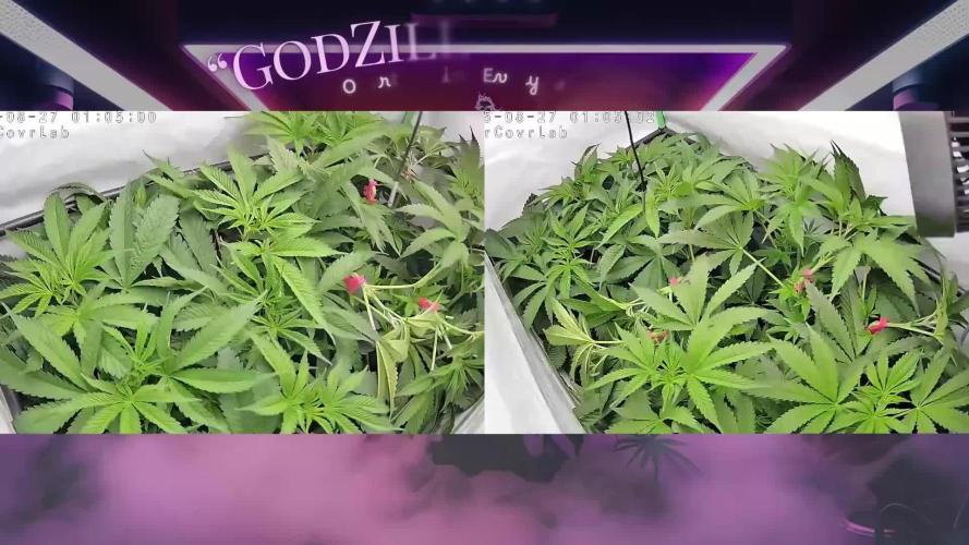 🍒 Cherry Mac Muffin - Cherry Bombed