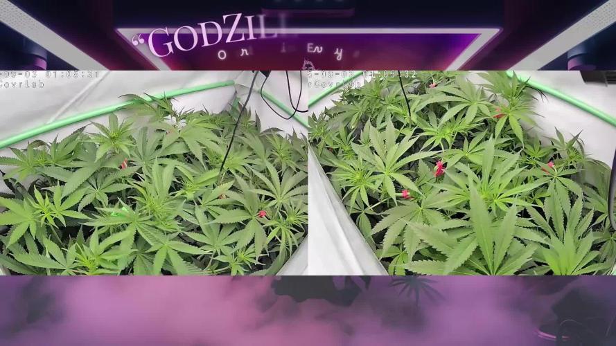 🧀 MAC n Cheese - Cream overkill