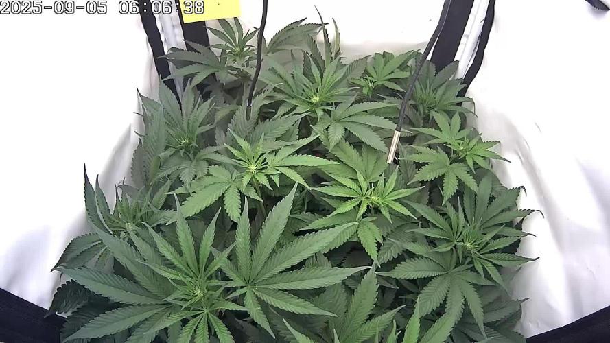 🔴 Seriotica - "Zen in Progress"