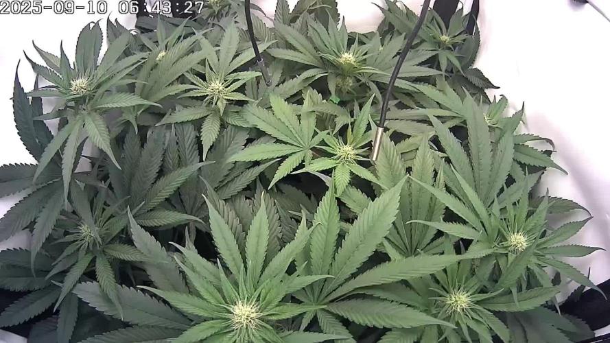 🔴 Seriotica - "Zen in Progress"