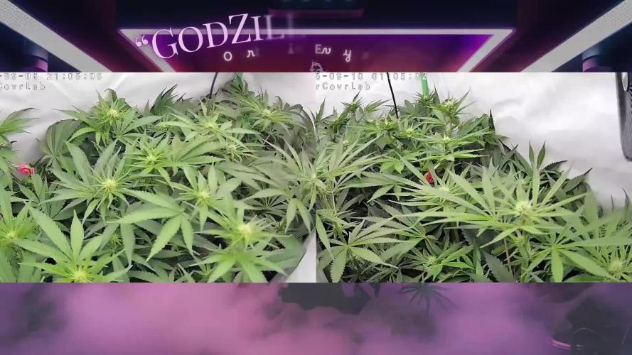 🧀 MAC n Cheese - Cream overkill