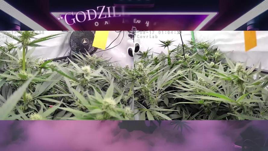 🍒 Cherry Mac Muffin - Cherry Bombed