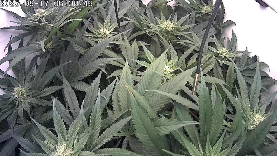 🔴 Seriotica - "Zen in Progress"