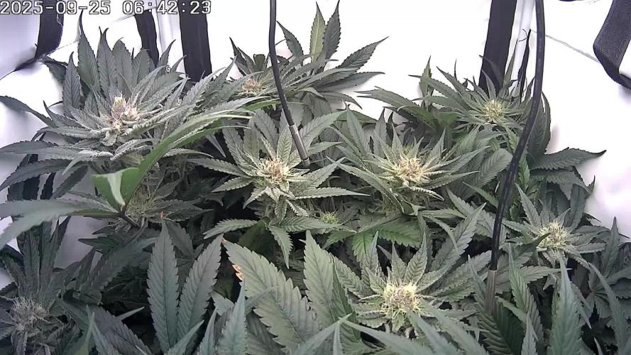 🔴 Seriotica - "Zen in Progress"