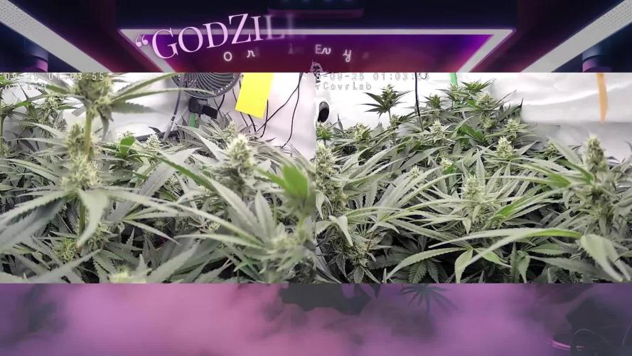 🧀 MAC n Cheese - Cream overkill