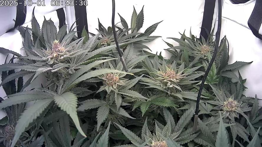 🔴 Seriotica - "Zen in Progress"