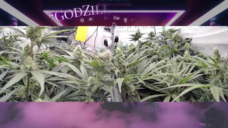 🧀 MAC n Cheese - Cream overkill