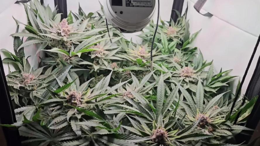 🧀 MAC n Cheese - Cream overkill