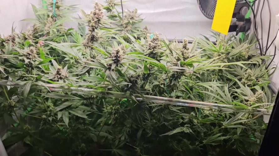 🍒 Cherry Mac Muffin - Cherry Bombed