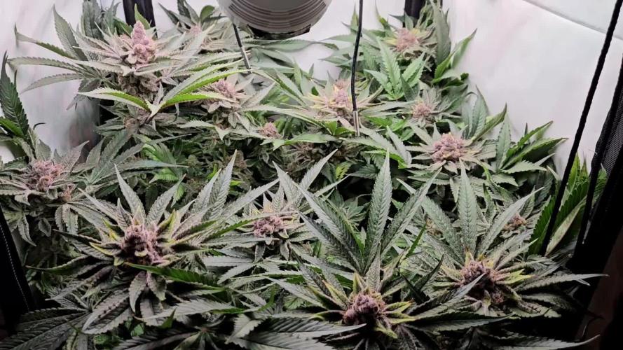 🔴 Seriotica - "Zen in Progress"