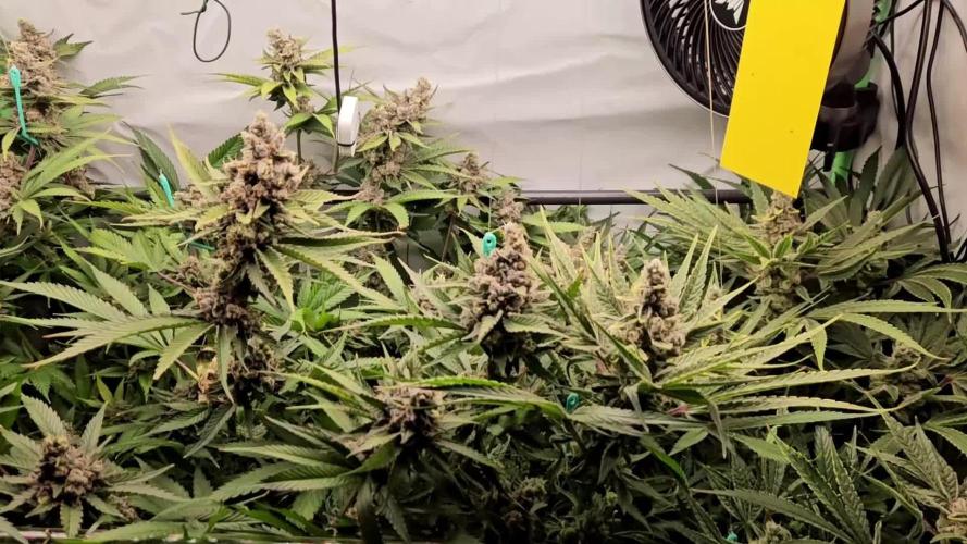 🧀 MAC n Cheese - Cream overkill